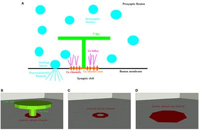 Influence of T-Bar on Calcium Concentration Impacting Release Probability